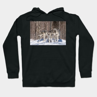 Timber wolves in winter Hoodie